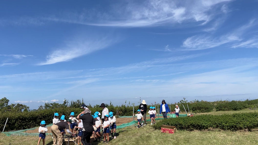 2023年石田保育園サツマイモ掘り
